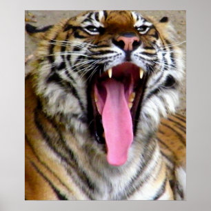 Pôster Tigre Mouth_