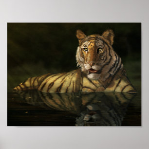 Poster Tigre na pintura digital da água