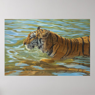 Poster Tigre Nadando Grande Pintura De Gatos