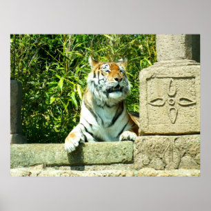 Pôster Tigre no templo