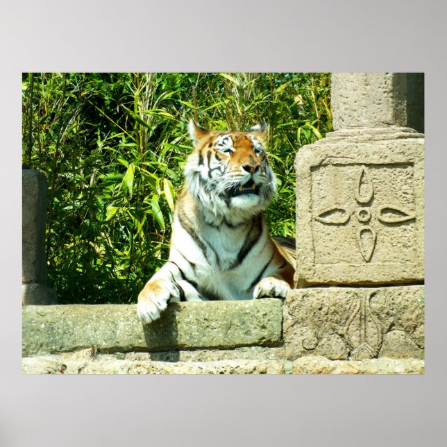 Pôster Tigre no templo (Frente)