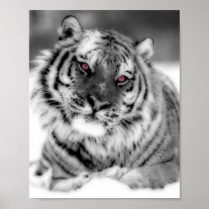 Pôster Tigre Olhado Rosa