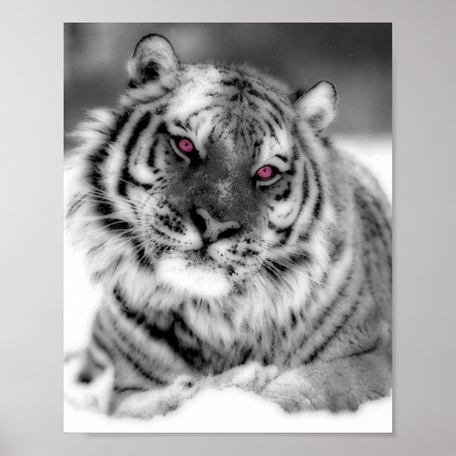 Pôster Tigre Olhado Rosa (Frente)