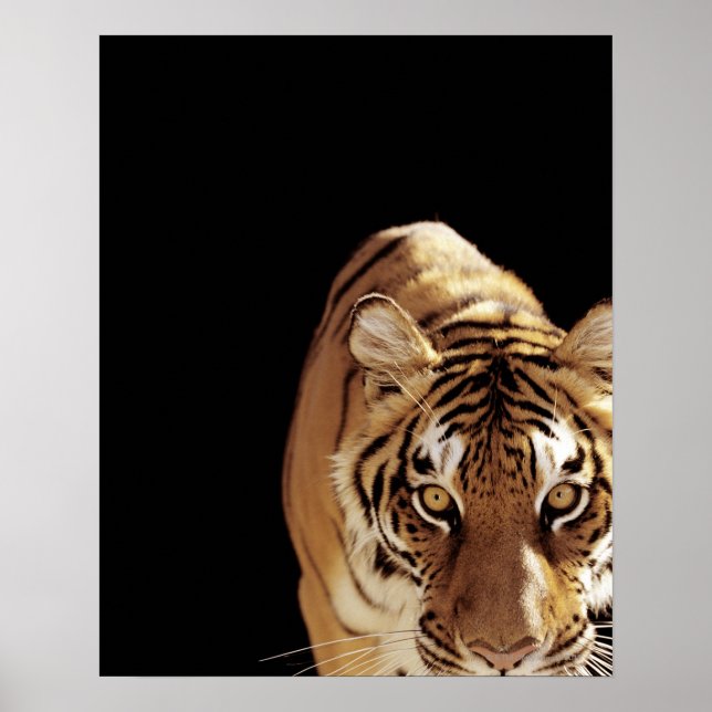 Poster Tigre (Panthera tigris) (Frente)