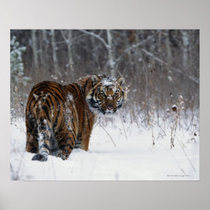 Poster Tigre (Panthera tigris) que está na neve profunda