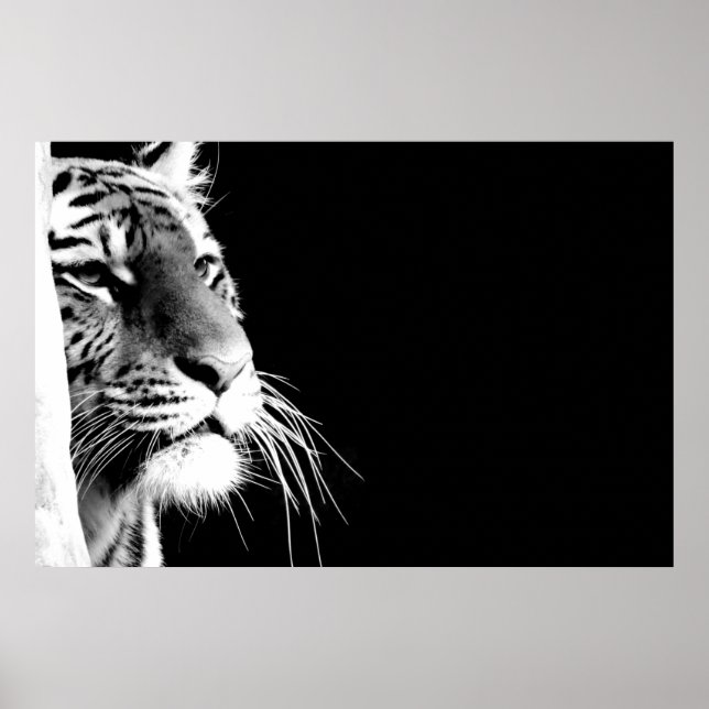 Poster Tigre preto e branco (Frente)