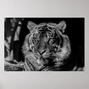 Poster Tigre preto e branco