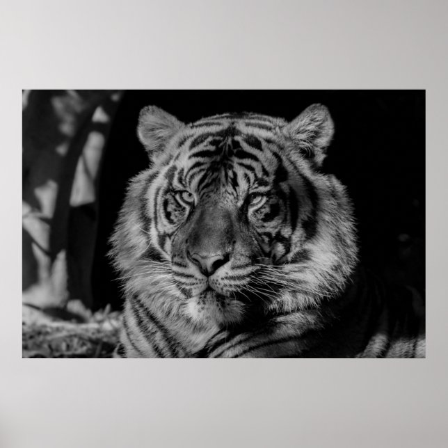 Poster Tigre preto e branco (Frente)