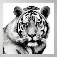 Tigre, preto e branco, olhos azuis