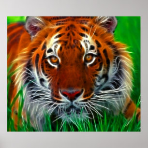 Poster Tigre raro de Sumatran de Indonésia