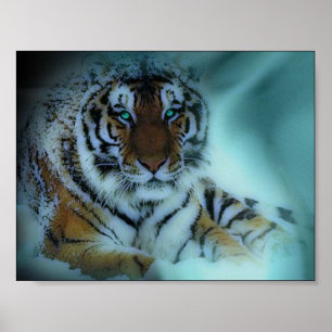 Poster Tigre Siberian