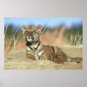 Pôster Tigre Siberian