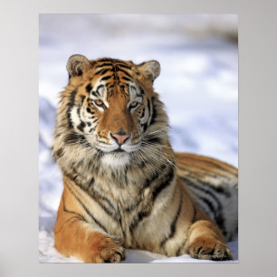 Poster Tigre Siberian, altaica de tigris do Panthera,