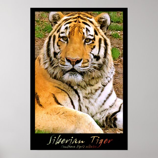 Poster Tigre Siberiano (Frente)