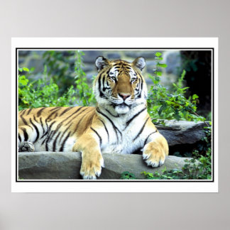 Pôster Tigre Siberiano