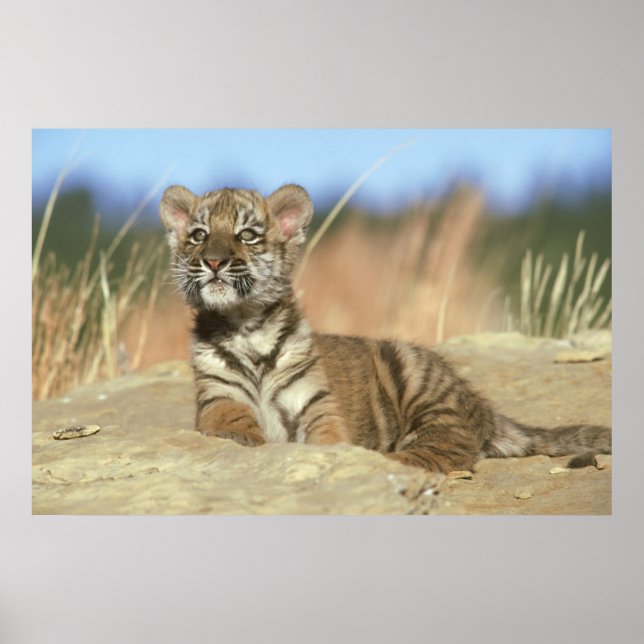 Pôster Tigre Siberiano (Frente)