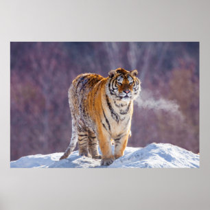 Pôster Tigre siberiano na neve, China