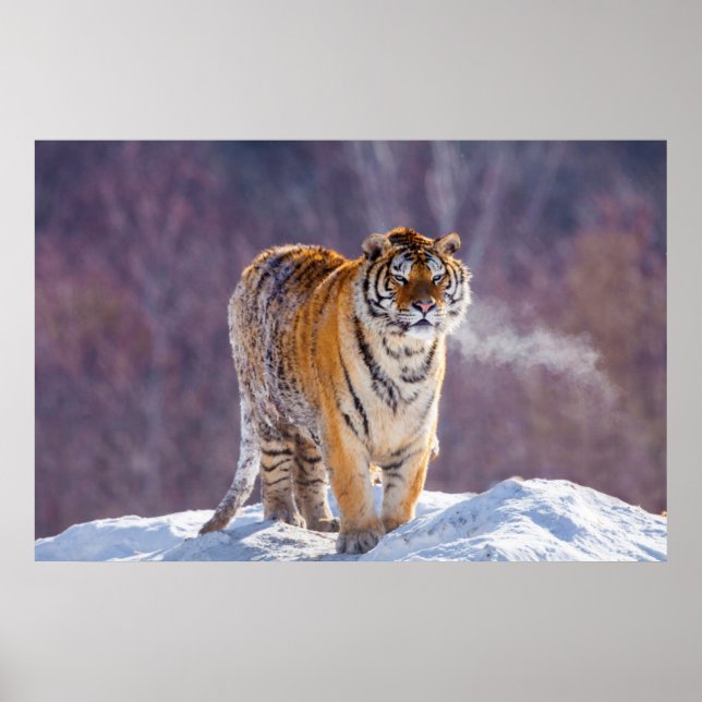 Pôster Tigre siberiano na neve, China (Frente)