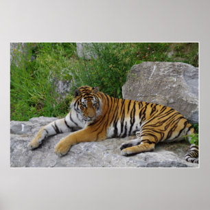 Poster Tigre Siberiano Relaxando em uma Pedra
