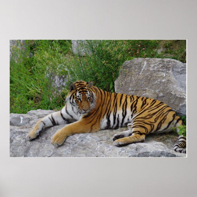 Poster Tigre Siberiano Relaxando em uma Pedra (Frente)