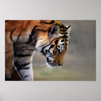 Tigre Subindo Para Baixo