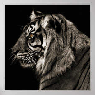 Pôster Tigre, tigre