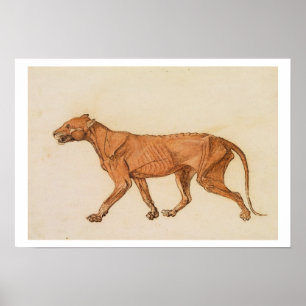 Poster Tigre, vista lateral, pele removida, 'de um