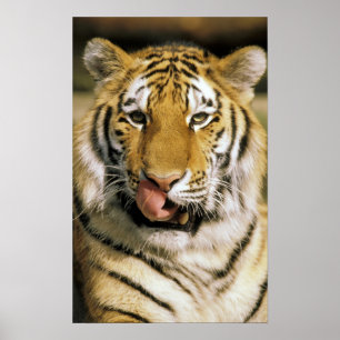 Pôster Tigre Zoológico de Michigan