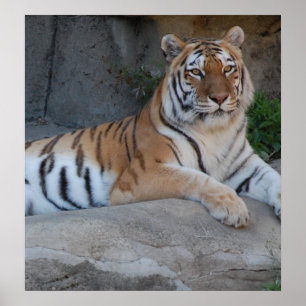 Pôster Tigres de Bengal