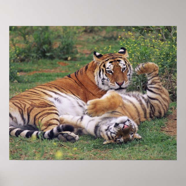 Poster Tigres de Bengala brincando (Frente)