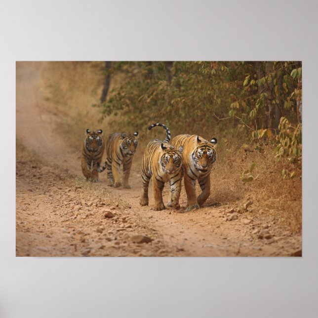 Poster Tigres de Bengala Royals em movimento, Ranthambhor (Frente)