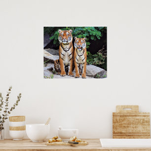 Poster Tigres, macho e fêmea,