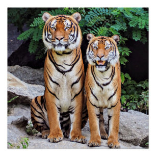 Pôster Tigres, macho e fêmea,