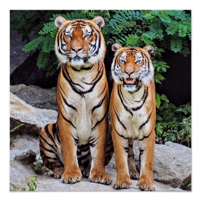 Pôster Tigres, macho e fêmea, (Frente)