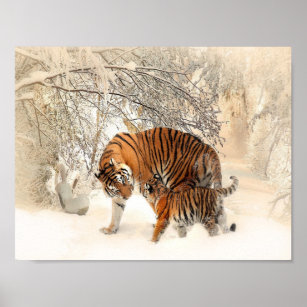 Poster tigres na neve