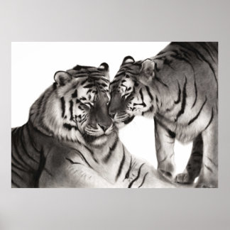 Poster Tigres - Retrato Pintado À Mão Da Vida Selvagem