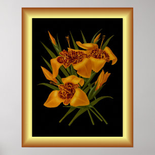 Poster Tigridia Conchiplora Var Canariensis ~ Botânica