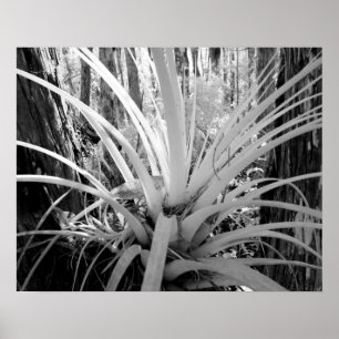 Poster Tillandsia epífita é comum na Flórida,