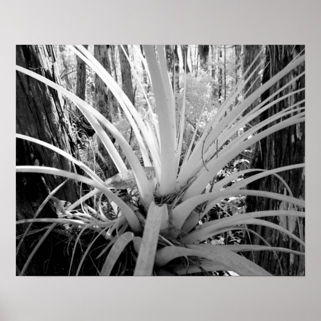 Poster Tillandsia epítica é comum na Flórida. (Frente)