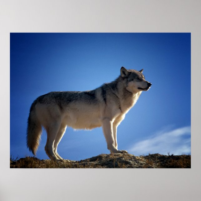 Poster Timber Wolf in Montana - Big Sky Country (Frente)