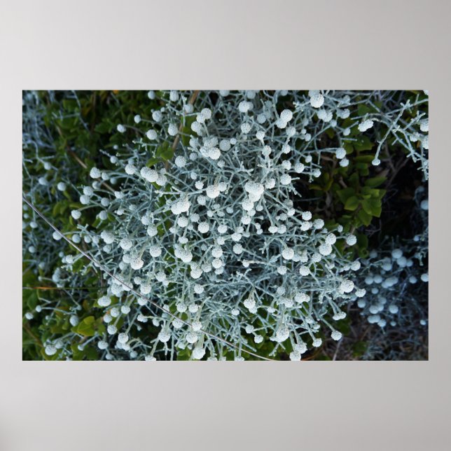 Poster Timeless Journey (Frente)