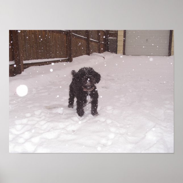 Poster Tina (Frente)