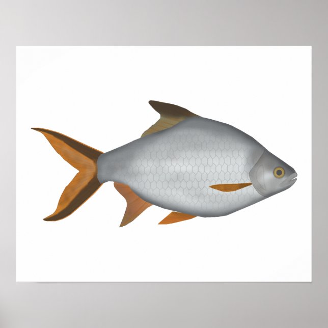 Poster Tinfoil Barb (Frente)