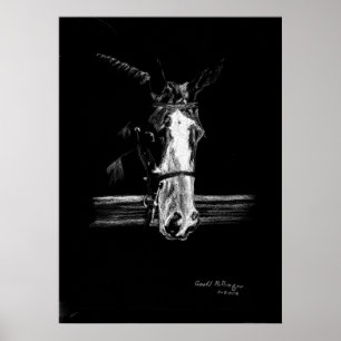 Poster Tinta No Retrato De Cavalo Negro