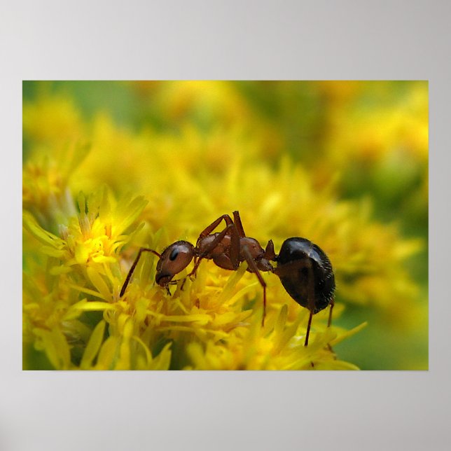 Poster Tiny Ant no Goldenrod (Frente)