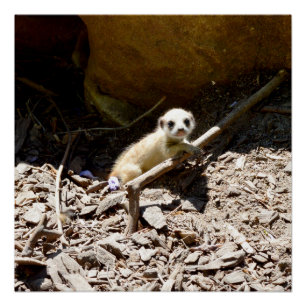 Pôster Tiny Baby Meerkat,
