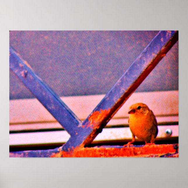 Poster Tiny Finch (Frente)