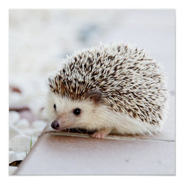 Pôster Tiny Hedgehog (Frente)