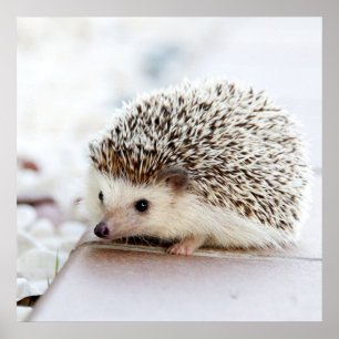 Poster Tiny Hedgehog