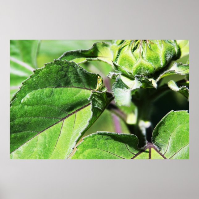 Poster Tiny Mantis (Frente)